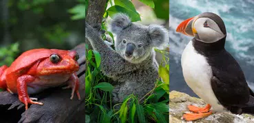 Animali: I mammiferi e uccelli