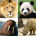 Animals Quiz - Learn All Mammals, Birds and more!