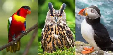 Bird World - Famous Birds Quiz