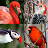 Bird World - Famous Birds Quiz simgesi