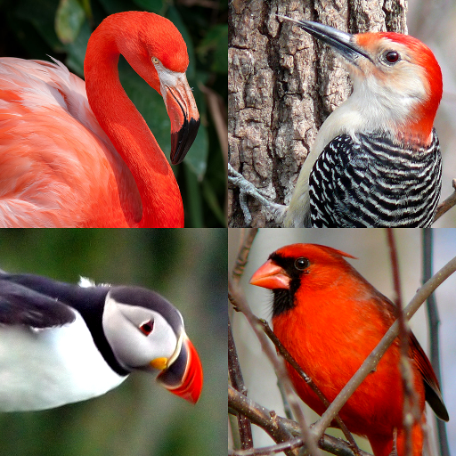 Vögel der Welt: Berühmtes Quiz