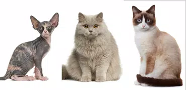 Gatos - Quiz sobre as raças