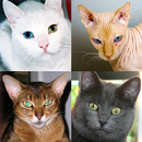 Katzen: Quiz über Katzenrassen APK