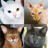 Chats - Quiz sur les races