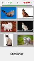 Cats Quiz ภาพหน้าจอ 1