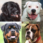 犬 - すべての一般的な犬の品種に関するクイズ アイコン