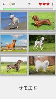 犬 - すべての一般的な犬の品種に関するクイズ ポスター