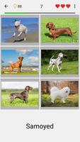 Dogs Quiz poster