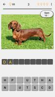 Dogs Quiz 截圖 1