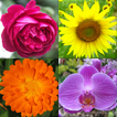 ”Flowers Quiz - Identify Plants