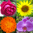 Fleurs: Identifier les plantes APK