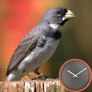 Treino e encarte de Coleiro APK