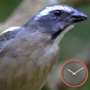 Treino Encarte de Trinca Ferro APK