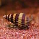 Assassin Snail Care Guide APK
