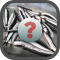 Guess The Fish