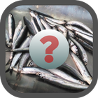 Guess The Fish icon