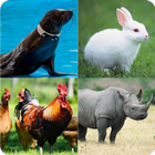 Guess Animal Game icon