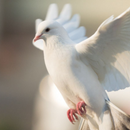 Bird Wallpaper APK