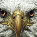 Hawk Bird Wallpaper APK