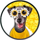 Dog Stickers For WhatsApp APK