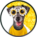 Dog Stickers For WhatsApp-APK