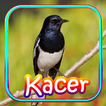Kicau Kacer OFFLINE icon