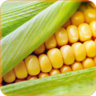 Corn Wallpaper أيقونة