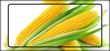 Corn Wallpaper الملصق