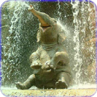 Baby Elephant Wallpaper آئیکن