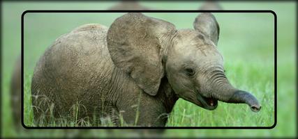 Baby Elephant Wallpaper اسکرین شاٹ 1