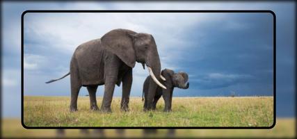 Baby Elephant Wallpaper اسکرین شاٹ 2