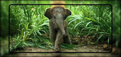 Baby Elephant Wallpaper اسکرین شاٹ 3