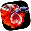 Ornamental Fish Culture APK