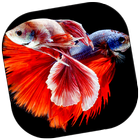 Ornamental Fish Culture biểu tượng