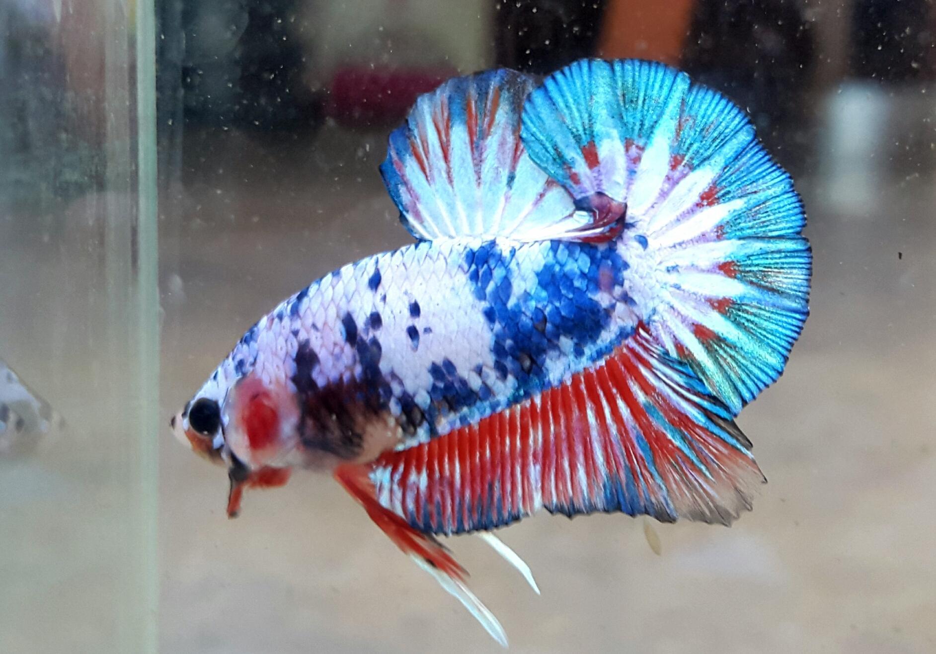 Fish культура
