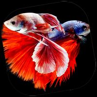 Ornamental Fish Culture poster