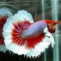 Ornamental Fish Culture ảnh chụp màn hình 3