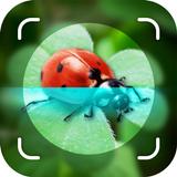 Picture Insect Bug Identifier APK