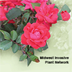 Landscape Alternatives آئیکن