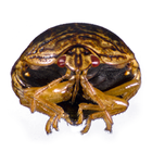 SEEDN icon
