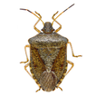 Stink Bug Scout