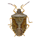 Stink Bug Scout APK