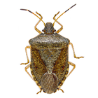 Stink Bug Scout 圖標