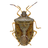Stink Bug Scout APK