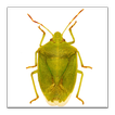 GA Cotton Insect Advisor آئیکن