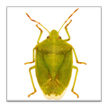 GA Cotton Insect Advisor