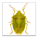 GA Cotton Insect Advisor APK