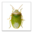 SE Agricultural Stink Bug ID