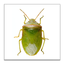 SE Agricultural Stink Bug ID APK