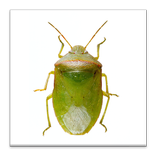 SE Agricultural Stink Bug ID
